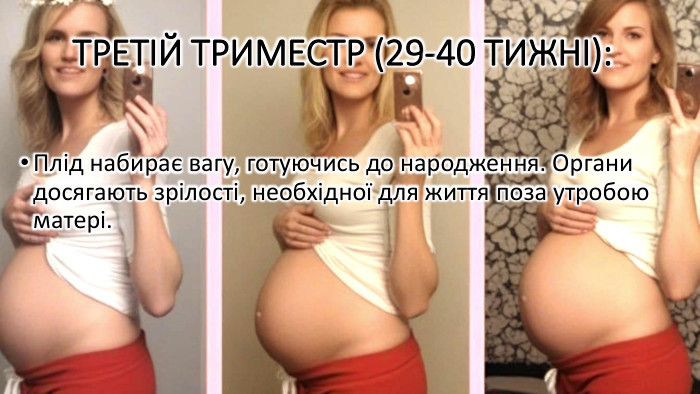 Третій триместр (29-40 тижні): Плід набирає вагу, готуючись до народження. Органи досягають зрілості, необхідної для життя поза утробою матері.