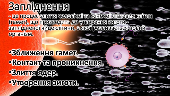Запліднення- це процес злиття чоловічої та жіночої статевих клітин (гамет), що призводить до утворення зиготи - заплідненої яйцеклітини, з якої розвивається новий організм. Зближення гамет. Контакт та проникнення. Злиття ядер. Утворення зиготи. 
