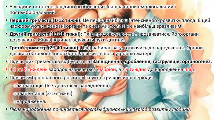 У людини онтогенез людини розбивається на два етапи ембріональний і постембріональний. Перший триместр (1-12 тижні): Це період найбільш інтенсивного розвитку плода. В цей час формуються основні органи та системи, тому він є найбільш вразливим. Другий триместр (13-28 тижні): Плід продовжує рости та розвиватися, його органи дозрівають. Жінка починає відчувати рухи дитини. Третій триместр (29-40 тижні): Плід набирає вагу, готуючись до народження. Органи досягають зрілості, необхідної для життя поза утробою матері. Підчас цих триместрів відбувається: Запліднення, дроблення, гаструляція, органогенез. З 1 по 8 тиждень зародок називається ембріон, а з 9 тиждня до народження плід. Підчас ембріонального розвитку існують три критичні періоди: Імплантація (6-7 день після запліднення), плацентація (2-16 тижні) народження. Після народження починається постембріональний період розвитку людини. 