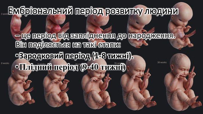 Ембріональний період розвитку людини– це період від запліднення до народження. Він поділяється на такі етапи: Зародковий період (1-8 тижні). Плідний період (9-40 тижні)