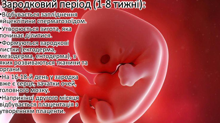 Зародковий період (1-8 тижні): Відбувається запліднення яйцеклітини сперматозоїдом. Утворюється зигота, яка починає ділитися. Формуються зародкові листки (ектодерма, мезодерма, ентодерма), з яких розвиваються тканини та органи. На 16-18-й день у зародка вже є серце, зачатки очей, головного мозку. Наприкінці другого місяця відбувається плацентація з утворенням плаценти. 