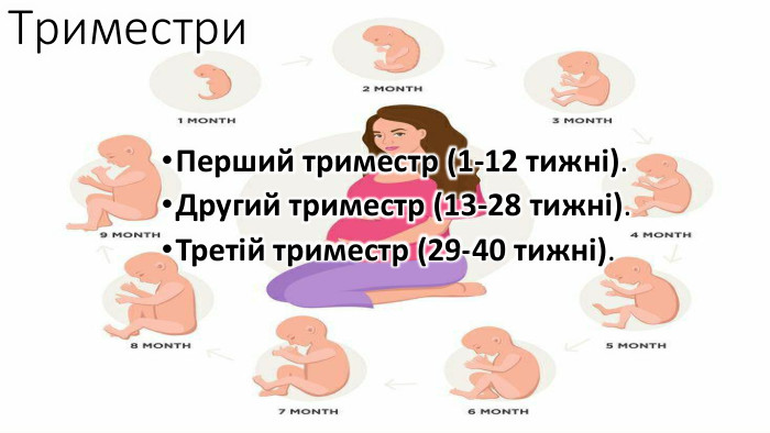 Триместри. Перший триместр (1-12 тижні). Другий триместр (13-28 тижні). Третій триместр (29-40 тижні).