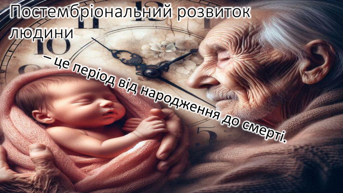 Постембріональний розвиток людини – це період від народження до смерті. 