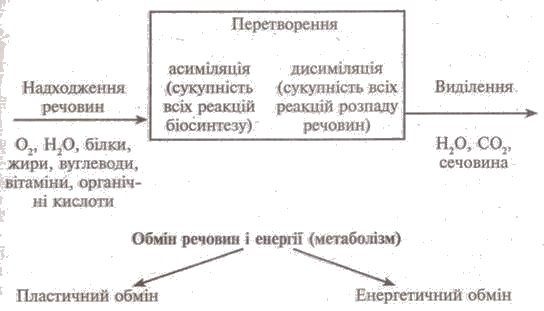 http://www.subject.com.ua/lesson/biology/9klas/9klas.files/image070.jpg