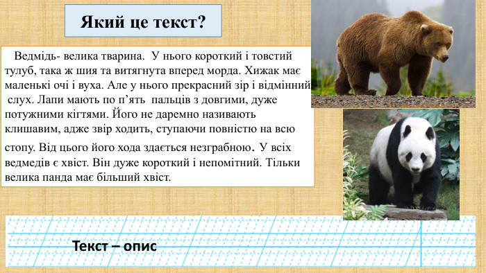  Ведмідь- велика тварина. У нього короткий і товстий тулуб, така ж шия та витягнута вперед морда. Хижак має маленькі очі і вуха. Але у нього прекрасний зір і відмінний слух. Лапи мають по п’ять пальців з довгими, дуже потужними кігтями. Його не даремно називають клишавим, адже звір ходить, ступаючи повністю на всю стопу. Від цього його хода здається незграбною. У всіх ведмедів є хвіст. Він дуже короткий і непомітний. Тільки велика панда має більший хвіст. Який це текст?Текст – опис
