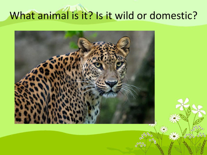What animal is it? Is it wild or domestic? 
