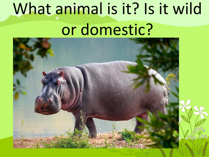What animal is it? Is it wild or domestic? 
