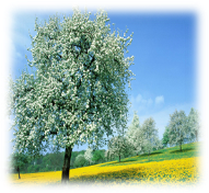 Nature_Seasons_Spring_Blossoming_trees_016426_.jpg