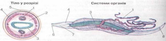 http://subject.com.ua/textbook/biology/8klas/8klas.files/image037.jpg
