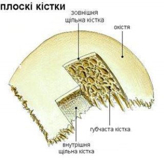 http://lib.mdpu.org.ua/e-book/anatomiya/ANATOM1.files/image029.jpg