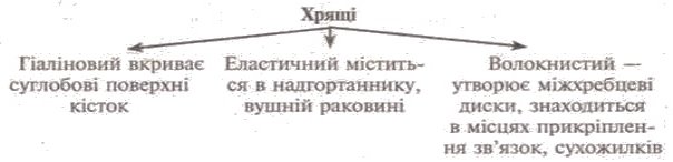 http://subject.com.ua/lesson/biology/9klas/9klas.files/image012.jpg