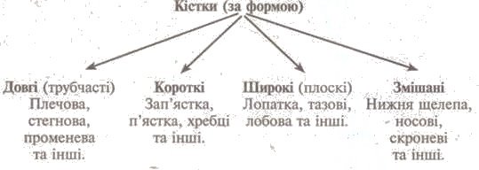 http://subject.com.ua/lesson/biology/9klas/9klas.files/image018.jpg