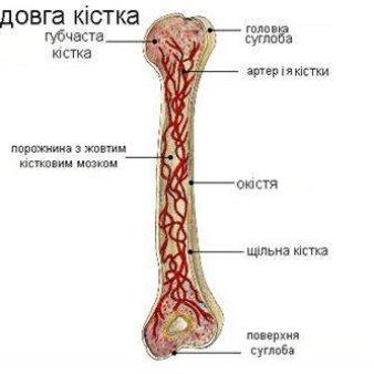 http://lib.mdpu.org.ua/e-book/anatomiya/ANATOM1.files/image031.jpg