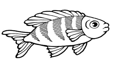 Результат пошуку зображень за запитом "розмальовка будова тіла риби"