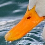 C:\Users\jaroslav\Desktop\выдкритий урок\селфі\depositphotos_141635510-stock-photo-peking-duck-white-and-orange — копия.jpg