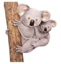 koala09