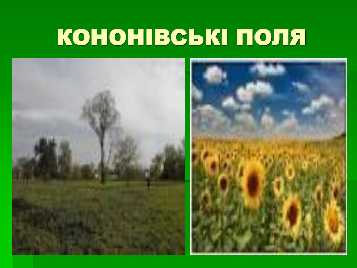 КОНОНІВСЬКІ ПОЛЯ 