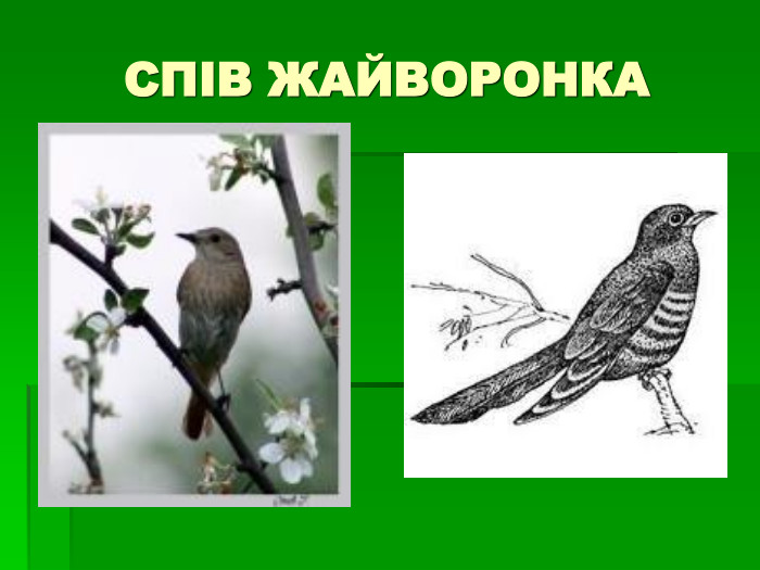СПІВ ЖАЙВОРОНКА 