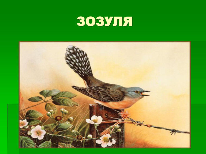 ЗОЗУЛЯ 