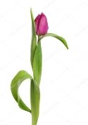 C:\Users\Наталія\AppData\Local\Microsoft\Windows\INetCache\Content.Word\depositphotos_111707458-stock-photo-purple-tulip-flower-and-leaves.jpg