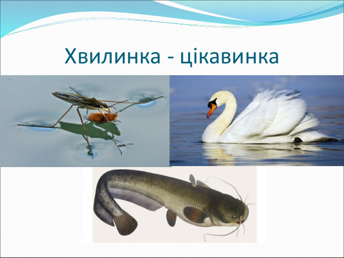 Хвилинка - цікавинка  