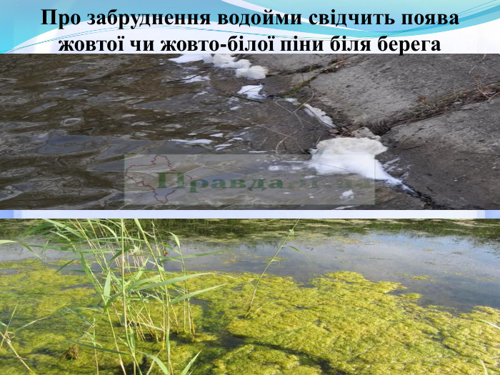 Про забруднення водойми свідчить поява жовтої чи жовто-білої піни біля берега 