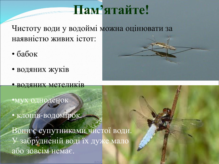 Пам’ятайте! Чистоту води у водоймі можна оцінювати за наявністю живих істот:   бабок  водяних жуків  водяних метеликів мух одноденок  клопів-водомірок. Вони є супутниками чистої води.                                        У забрудненій воді їх дуже мало                                        або зовсім немає. 