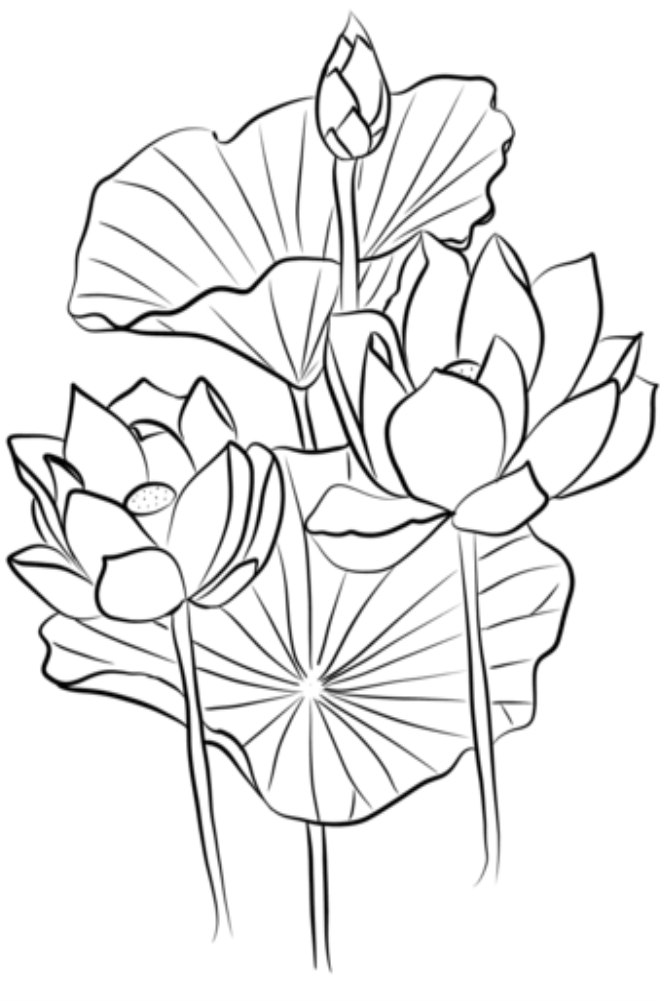 sacred-lotus-nelumbo-nucifera-coloring-page.png