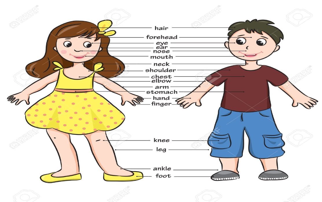 http://previews.123rf.com/images/arnica/arnica1209/arnica120900046/15385493-Cartoon-boy-and-girl-Vocabulary-of-body-parts-illustration--Stock-Vector.jpg