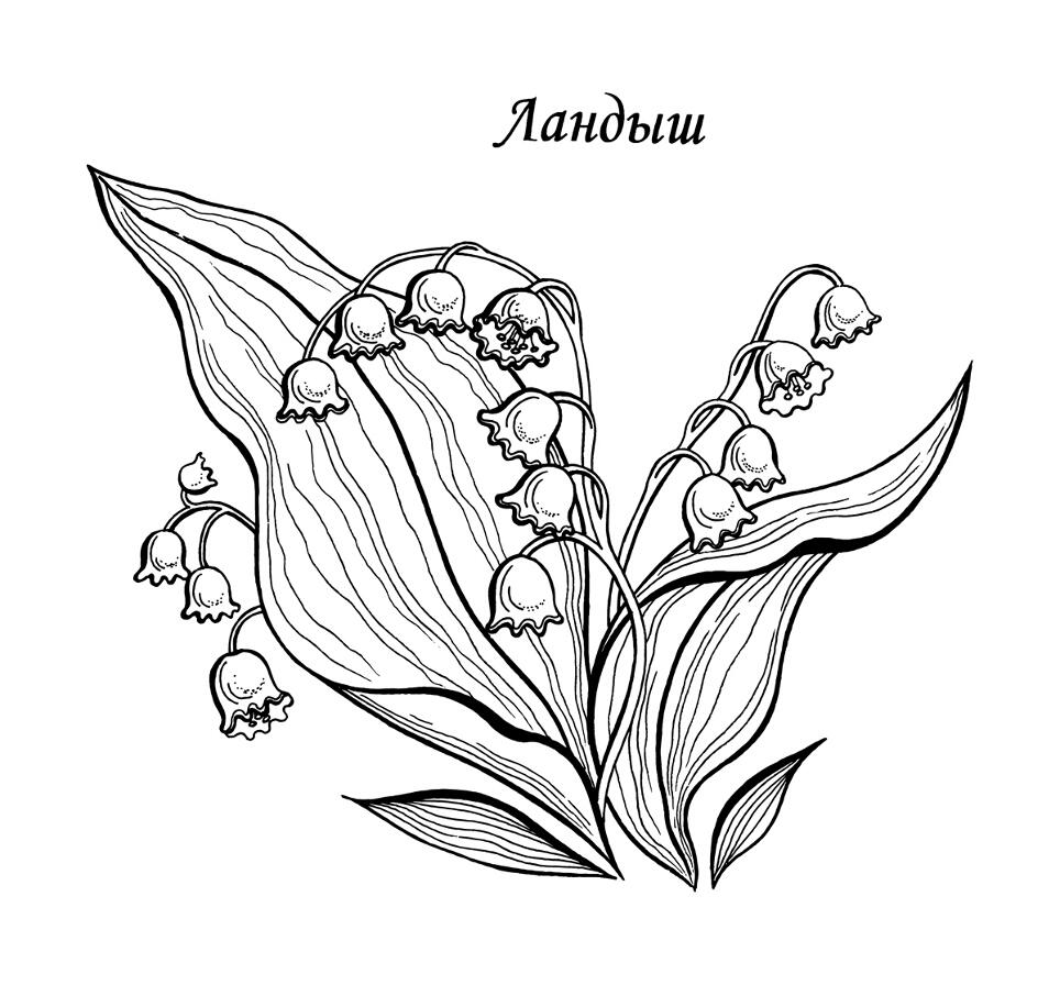 coloring-pages-flowers.jpg