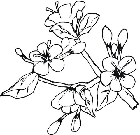 easter-spring-flowers-coloring-page.jpg