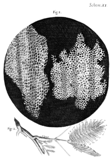 220px-Cork_Micrographia_Hooke.png