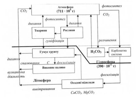 Біогеохімічний цикл вуглецю