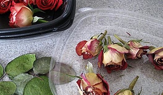 https://madlovefarms.com/img/crop-production-2018/how-to-dry-roses-and-what-can-be-done-with-them-10.jpg