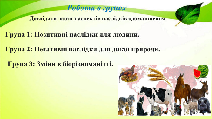 Робота в групах Дослідити один з аспектів наслідків одомашнення. Група 1: Позитивні наслідки для людини. Група 2: Негативні наслідки для дикої природи. Група 3: Зміни в біорізноманітті. 