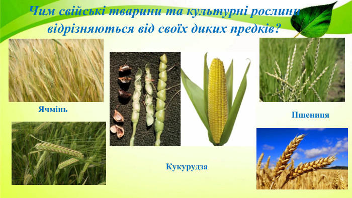Чим свійські тварини та культурні рослини відрізняються від своїх диких предків?Ячмінь Пшениця Кукурудза 