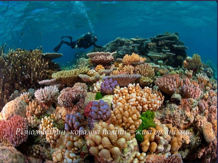  Різноманітні коралові поліпи – живі організмиr