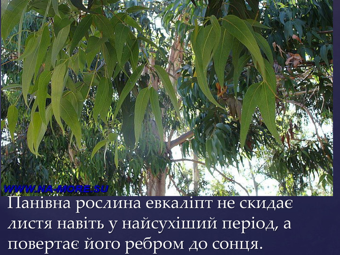 Панівна рослина евкаліпт не скидає листя навіть у найсухіший період, а повертає його ребром до сонця.