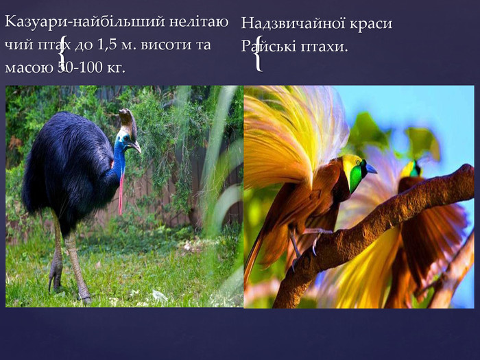 Казуари-найбільший нелітаючий птах до 1,5 м. висоти та масою 50-100 кг. Надзвичайної краси Райські птахи.