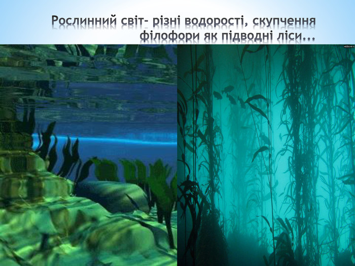 Рослинний світ- різні водорості, скупчення філофори як підводні ліси...