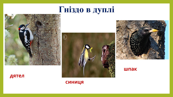 Курсовая работа по теме Особливості розмноження птахів різних видів на прикладі гусака сірого, журавля та великого строкатого дятла