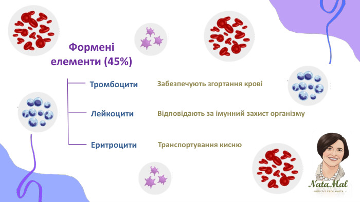 Nata. Malтвій світ твоє життя ֍ ֍ ֍ Формені елементи (45%)Тромбоцити. Лейкоцити. Еритроцити. Забезпечують згортання кровіВідповідають за імунний захист організму. Транспортування кисню