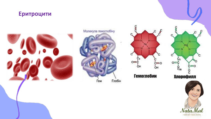 Nata. Malтвій світ твоє життя ֍ ֍ ֍ Еритроцити
