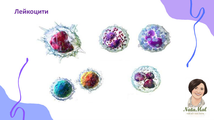 Nata. Malтвій світ твоє життя ֍ ֍ ֍ Лейкоцити