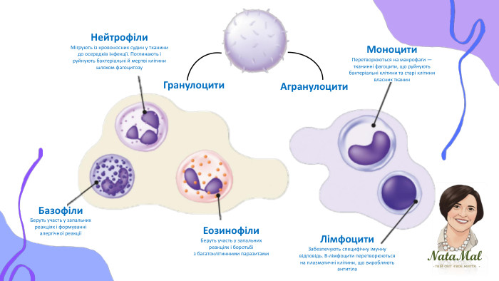 Nata. Malтвій світ твоє життя ֍ ֍ ֍ Нейтрофіли. Мігрують із кровонос­них судин у тканини до осередків інфекції. Поглинають і руйнують бактеріальні й мертві клітини шляхом фагоцитозу. Базофіли. Беруть участь у запальних реакціях і формуванні алергічної реакціїЕозинофіли. Беруть участь у запальних реакціях і боротьбі з багатоклітинними паразитами. Моноцити. Перетворюються на макрофаги — тканинні фагоцити, що руйнують бактеріальні клітини та старі клітини власних тканин. Лімфоцити. Забезпечують специфічну імунну відповідь. В-лімфоцити перетворюються на плазматичні клітини, що виробляють антитіла. Гранулоцити. Агранулоцити