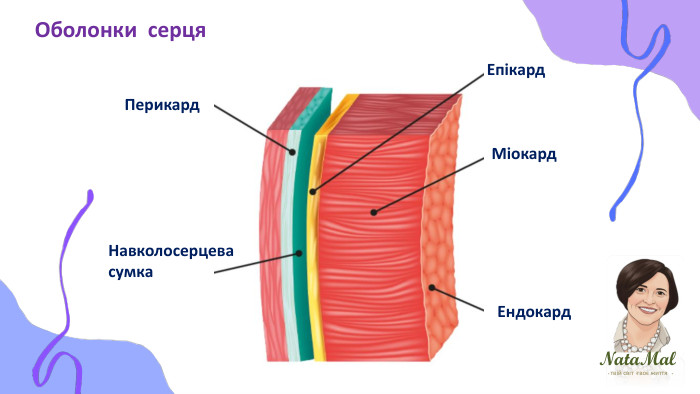 Nata. Malтвій світ твоє життя ֍ ֍ ֍ Оболонки серця. Епікард. Перикард. Навколосерцева сумка. Міокард. Ендокард
