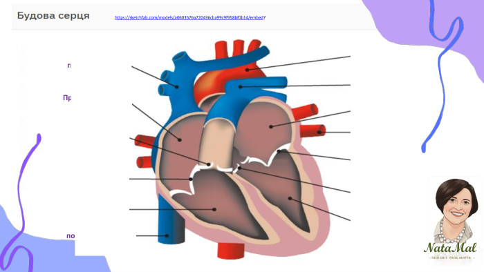 Nata. Malтвій світ твоє життя ֍ ֍ ֍ Аорта. Легенева артерія. Ліве передсердя. Легенева вена. Двостулковий (мітральний) клапан. Артеріальний півмісяцевий клапан. Лівий шлуночок. Верхня порожниста вена. Праве передсердя. Тристулковий клапан. Правий шлуночок. Нижня порожниста вена. Легеневий півмісяцевий клапанhttps://sketchfab.com/models/a0603576a720436cba99c9f958bf0b14/embed?