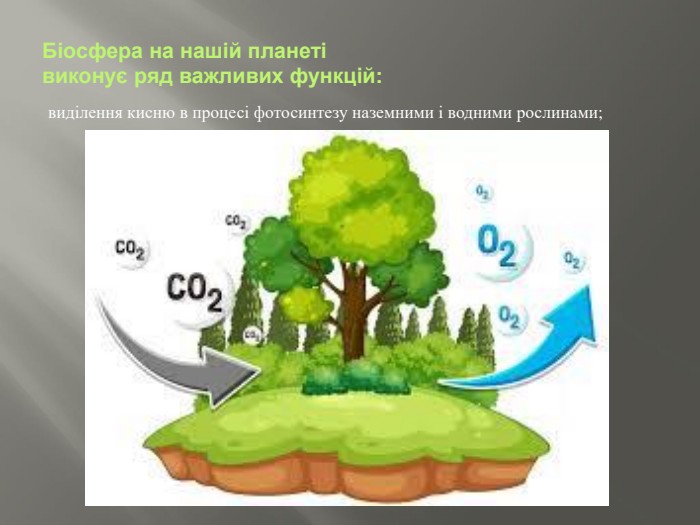 Біосфера на нашій планеті виконує ряд важливих функцій:виділення кисню в процесі фотосинтезу наземними і вод­ними рослинами;