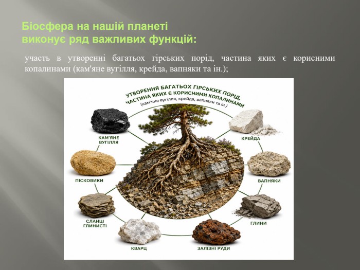 Біосфера на нашій планеті виконує ряд важливих функцій:участь в утворенні багатьох гірських порід, частина яких є корисними копалинами (кам'яне вугілля, крейда, вапняки та ін.);
