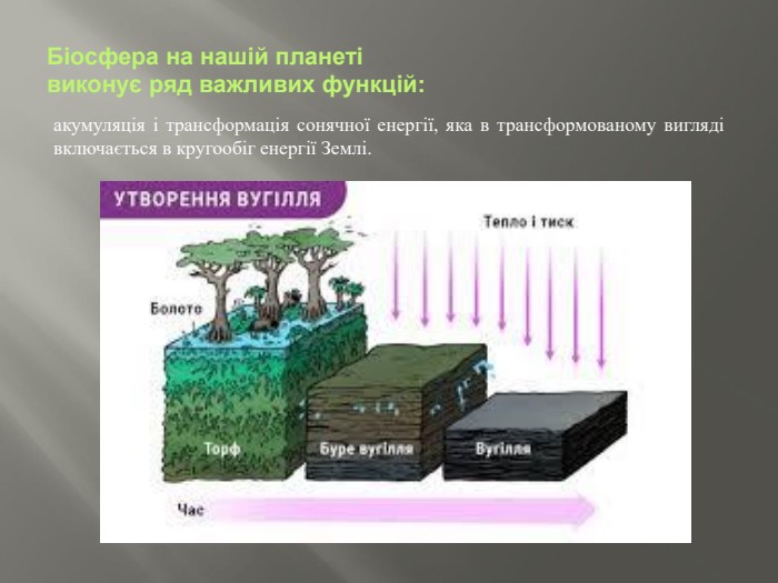 Біосфера на нашій планеті виконує ряд важливих функцій:акумуляція і трансформація сонячної енергії, яка в транс­формованому вигляді включається в кругообіг енергії Землі.